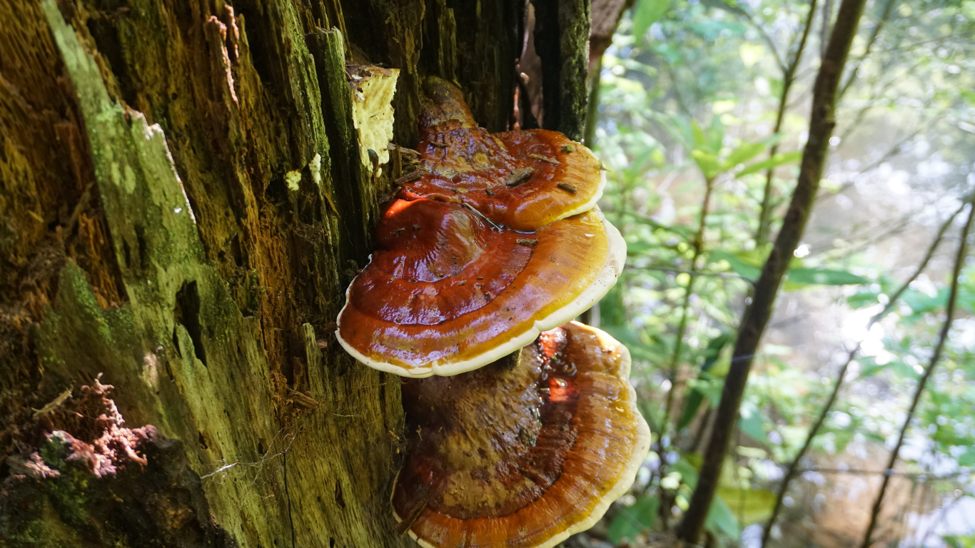 Ancient Healing Mighty Reishi mushroom