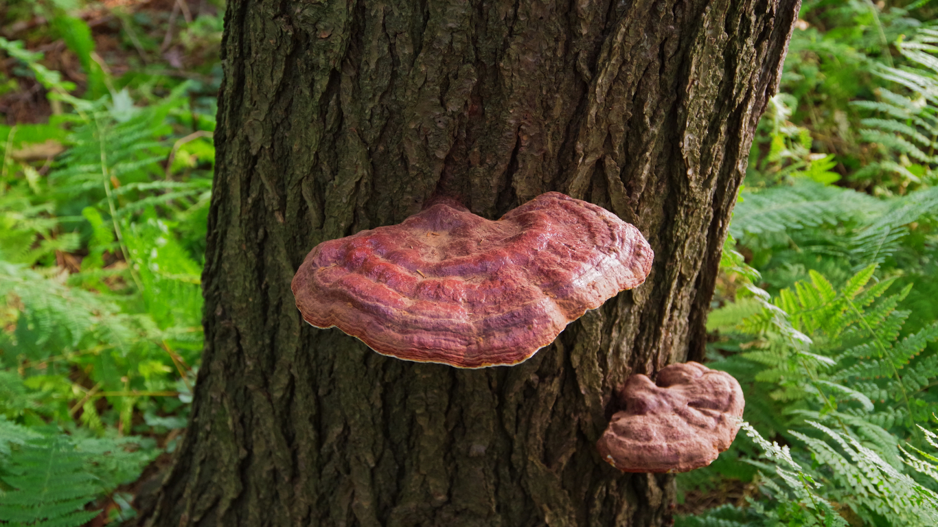 Ancient Healing Mighty Reishi mushroom